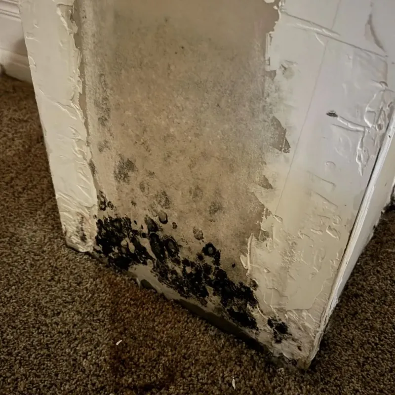 Professional Mold Removal in Tehama County, CA